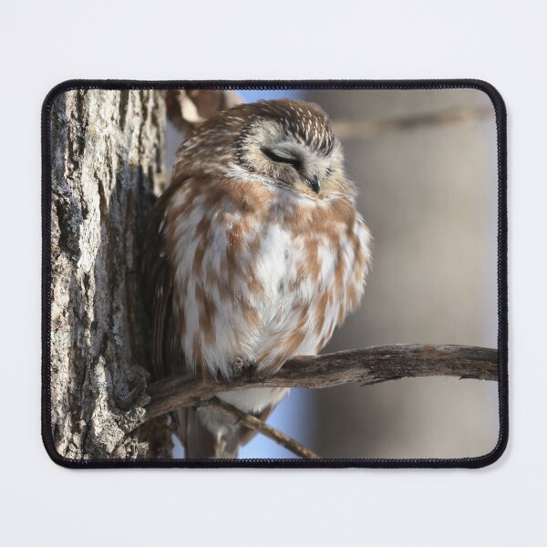Item preview, Sleeping Saw Whet Owl designed and sold by locustgirl.
