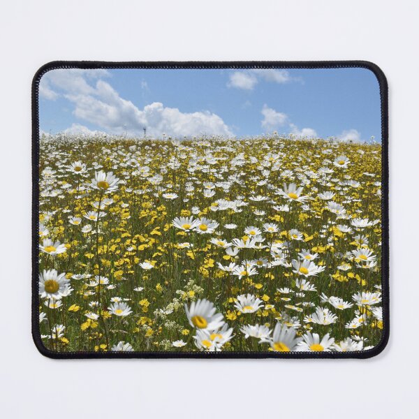 Item preview, A field of daisies in bloom designed and sold by Claude Laprise.