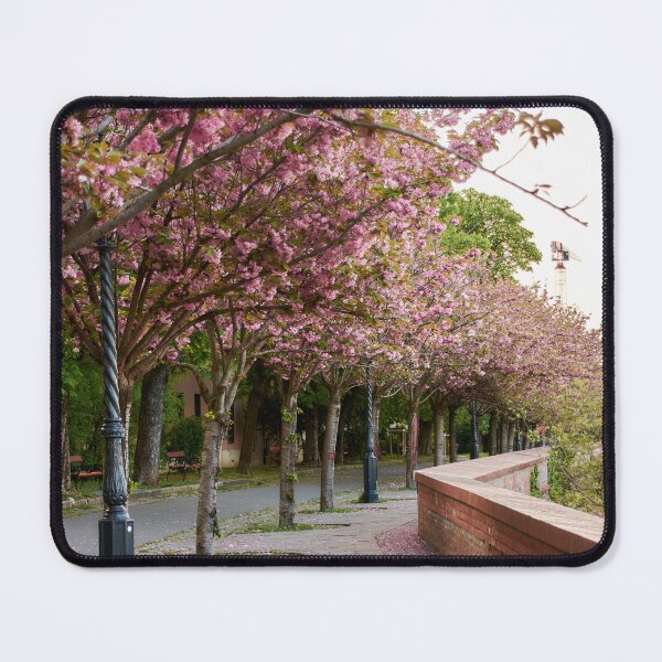 Item preview, A walk amongst Cherry Blossom trees - photography- designed and sold by Tilosparty30.