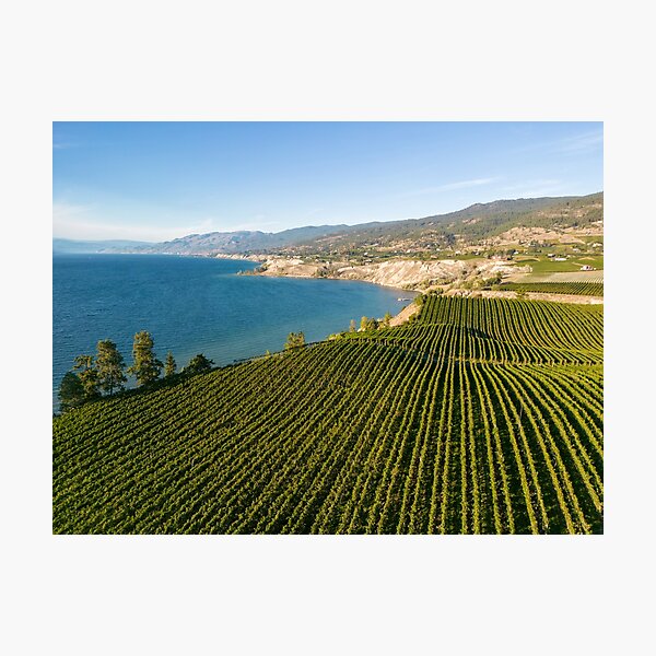 Item preview, Okanagan Valley Winery Vineyard British Columbia designed and sold by Kevin Miller Photography.