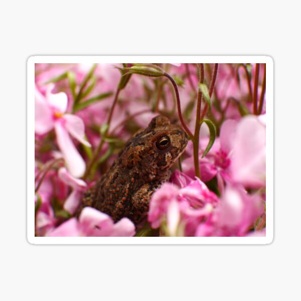 Pink Bufo Bufo toad. (American Toad) : r/mildlyinteresting