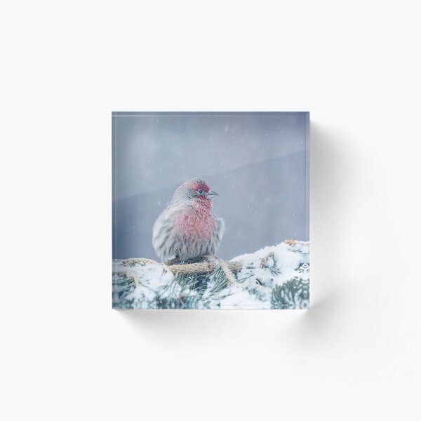 House Finch 2 Acrylic Block