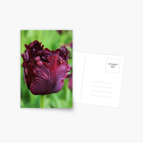 Item preview, Frilly Tulip designed and sold by Martina Fagan.