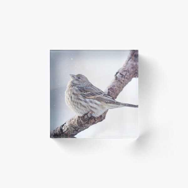 Female House Finch 1 Acrylic Block