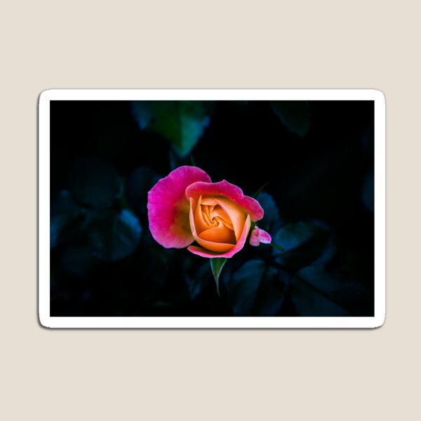 Blooming - Flower Photo Magnet