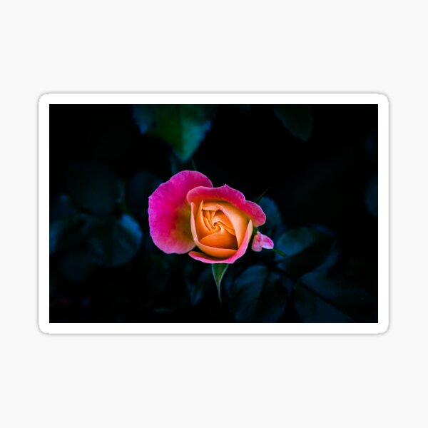 Blooming - Flower Photo Sticker
