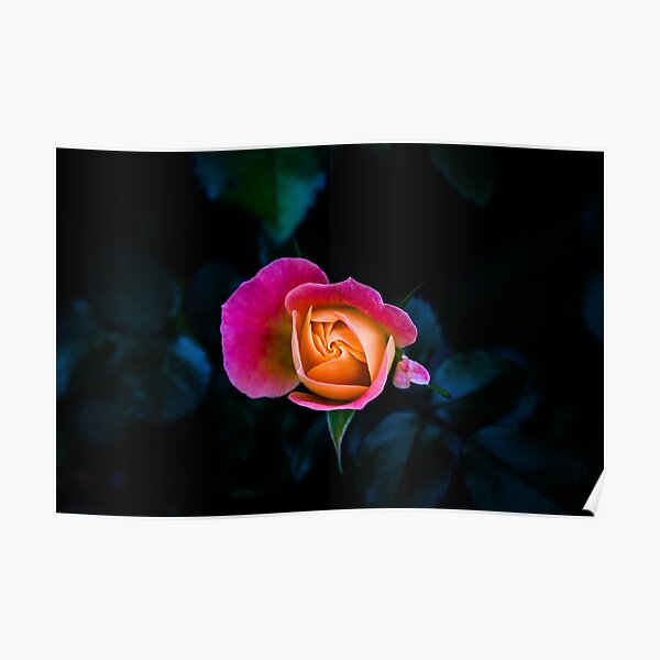 Blooming - Flower Photo Poster