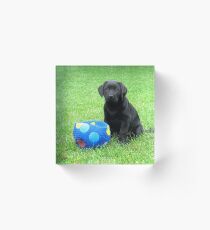 Black Lab Puppy Acrylic Block