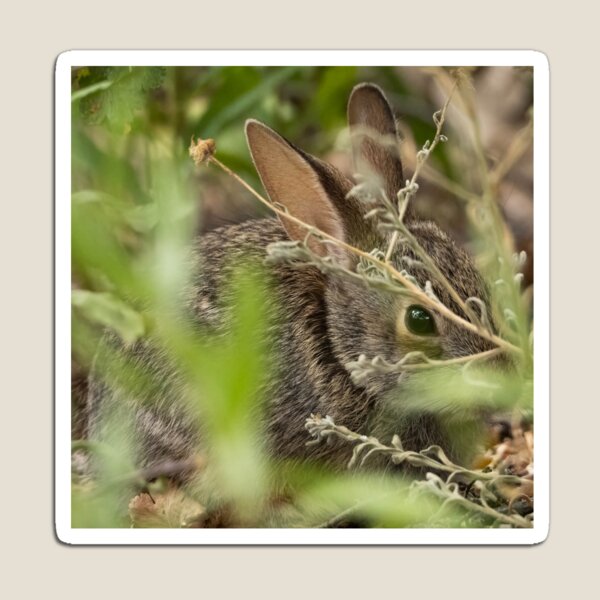 Item preview, Desert Cottontail designed and sold by CESW Photography.