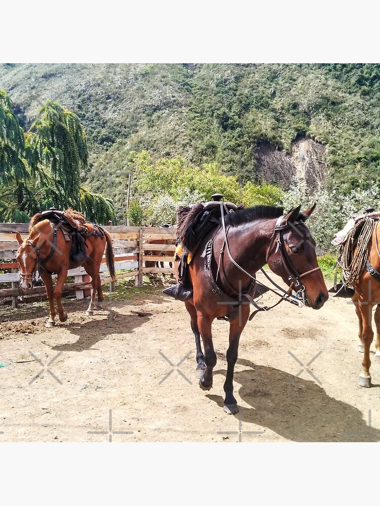 Three horses with saddles waiting for riders by kpander