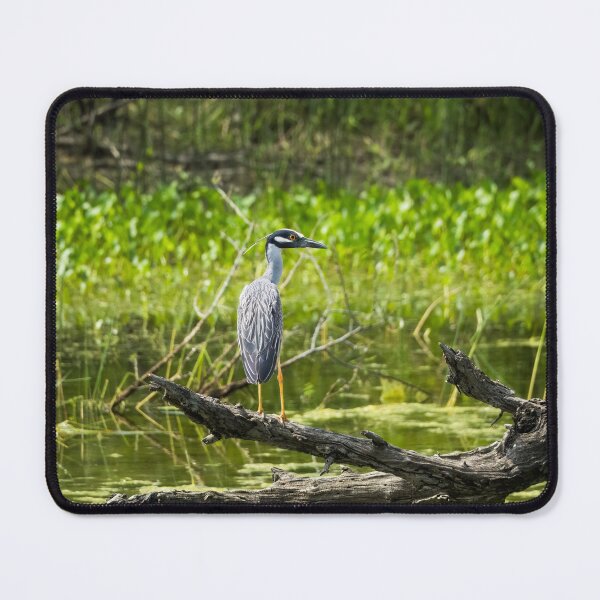 Item preview, Yellow-crowned Night Heron designed and sold by CESW Photography.