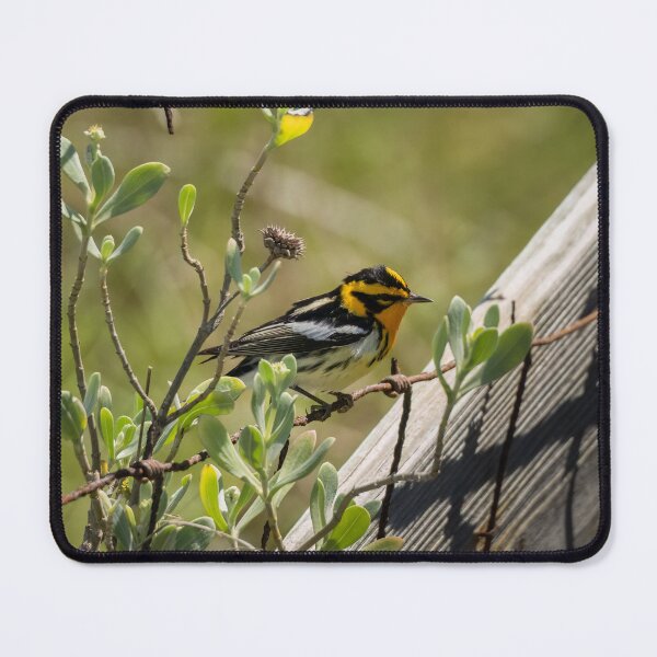 Item preview, Blackburnian Wabler on A Fence designed and sold by CESW Photography.