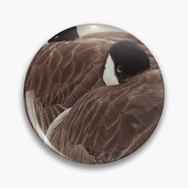 Item preview, Canada Geese Napping designed and sold by CESW Photography.