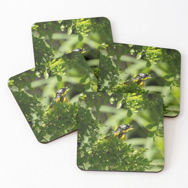 Item preview, Magnolia Warbler on South Padre Island designed and sold by CESW Photography.