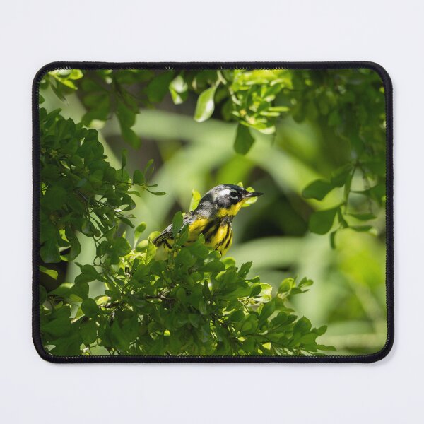 Item preview, Magnolia Warbler on South Padre Island designed and sold by CESW Photography.