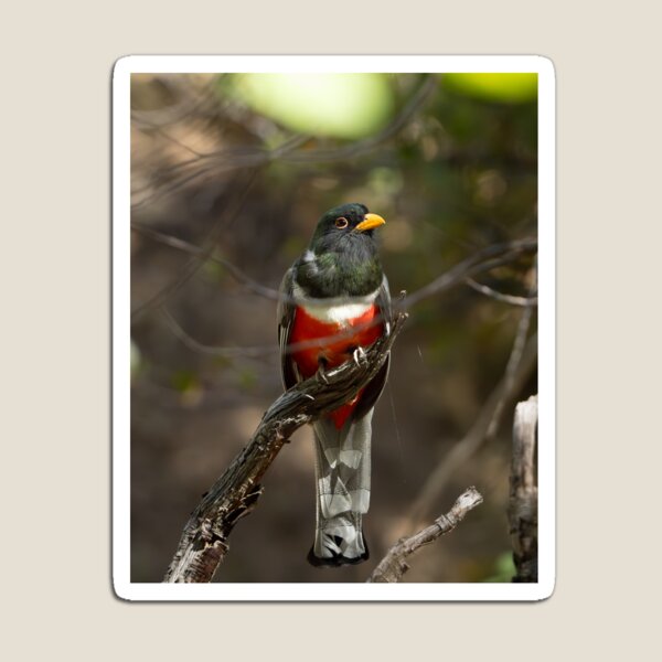 Aperçu de l'œuvre Trogon élégant créée et vendue par CESW Photography.