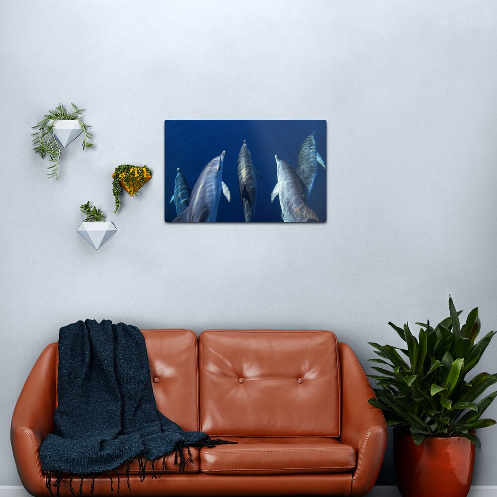 Spotted dolphins playing by the boat Metal Print