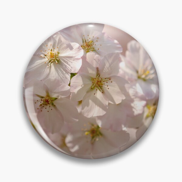 Item preview, Digital photograph of sunlit spring Cherry Blossom designed and sold by SimonJohnson1.