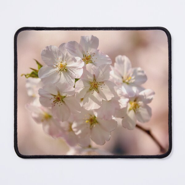 Item preview, Digital photograph of sunlit spring Cherry Blossom designed and sold by SimonJohnson1.