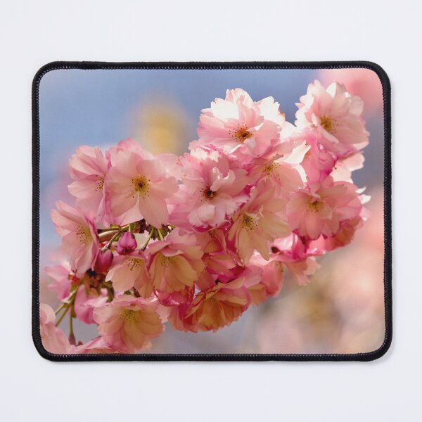 Item preview, Digital photograph of sunlit spring Cherry Blossom designed and sold by SimonJohnson1.