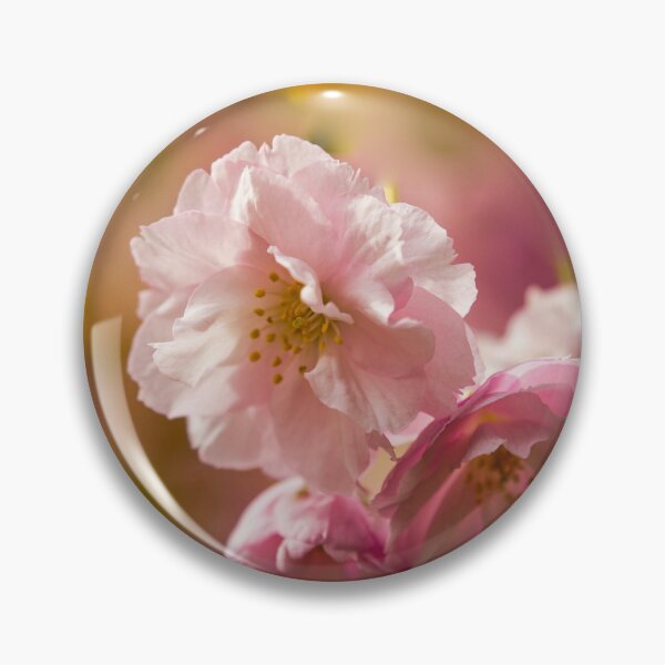 Item preview, Digital photograph of sunlit spring Cherry Blossom designed and sold by SimonJohnson1.