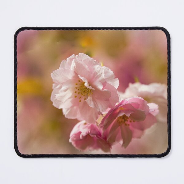 Item preview, Digital photograph of sunlit spring Cherry Blossom designed and sold by SimonJohnson1.