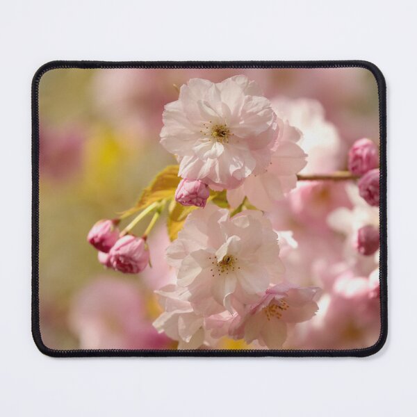 Item preview, Digital photograph of sunlit spring Cherry Blossom designed and sold by SimonJohnson1.