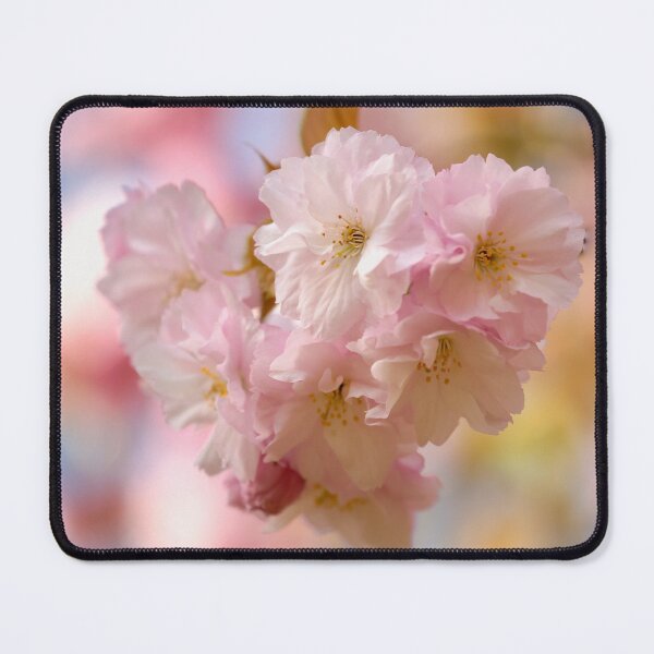Item preview, Digital photograph of sunlit spring Cherry Blossom designed and sold by SimonJohnson1.