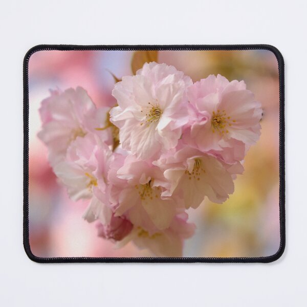 Item preview, Digital photograph of sunlit spring Cherry Blossom designed and sold by SimonJohnson1.