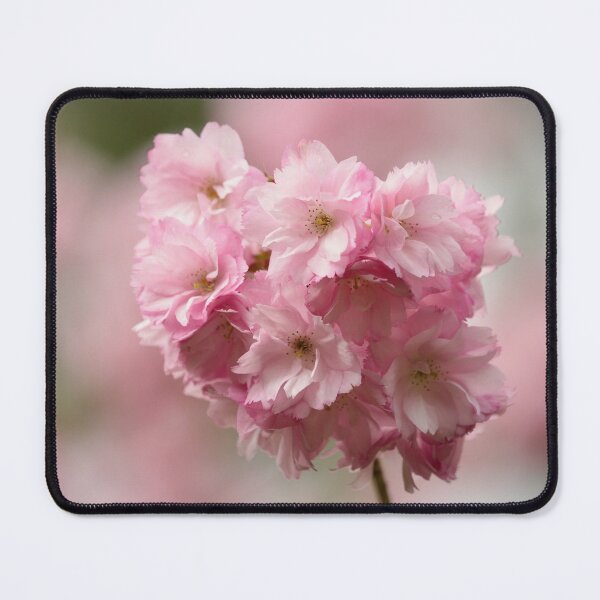 Item preview, Digital photograph of sunlit spring Cherry Blossom designed and sold by SimonJohnson1.