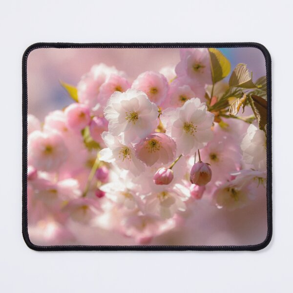 Item preview, Digital photograph of sunlit spring Cherry Blossom designed and sold by SimonJohnson1.