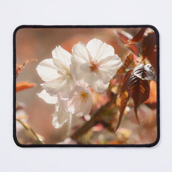 Item preview, Digital photograph of sunlit spring Cherry Blossom designed and sold by SimonJohnson1.