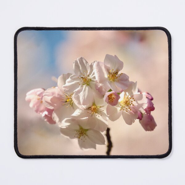 Item preview, Digital photograph of sunlit spring Cherry Blossom designed and sold by SimonJohnson1.
