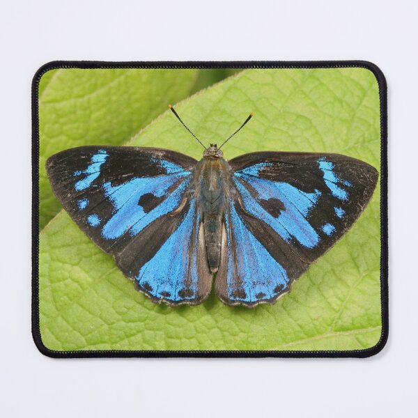 Item preview, Blue Gem designed and sold by itchydogimages.