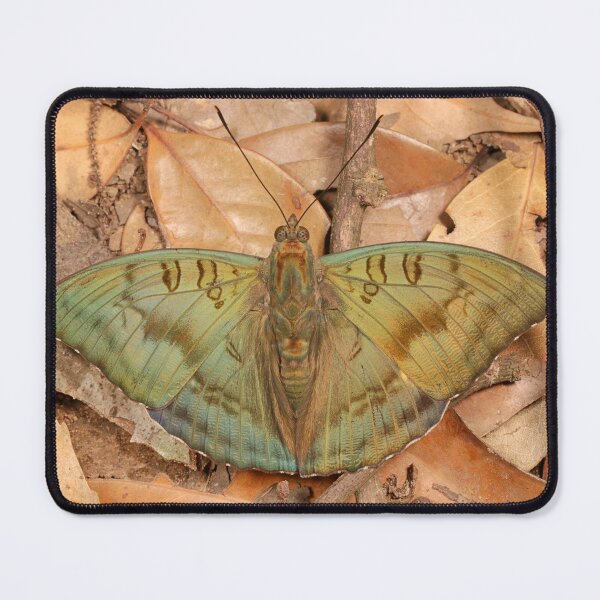 Item preview, Bronze Duke Butterfly, male 2 designed and sold by itchydogimages.