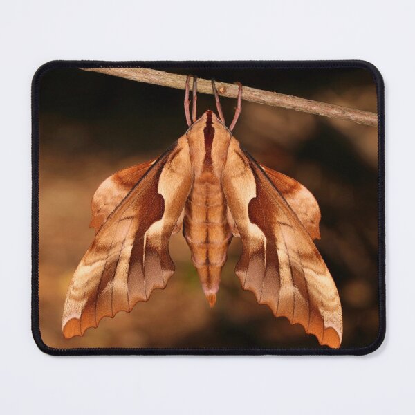 Item preview, Hawk Moth designed and sold by itchydogimages.