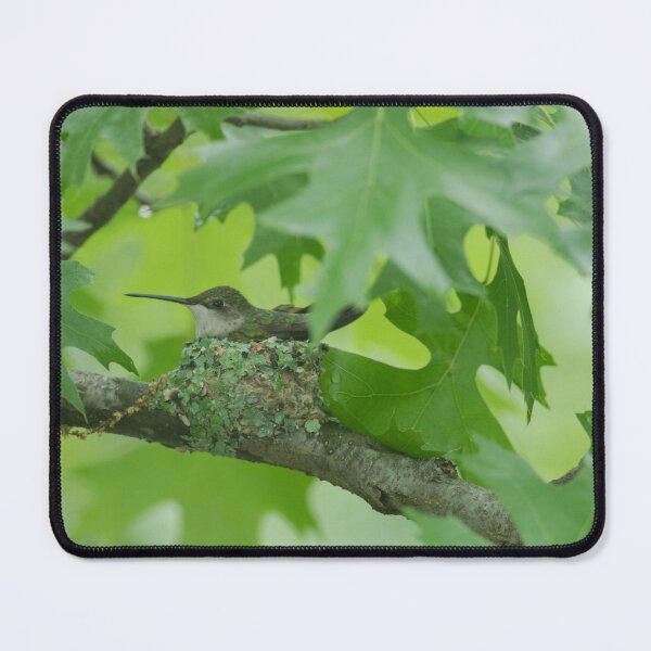 Item preview, Hummingbird on Nest  designed and sold by katevernaphoto.