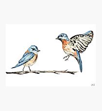Bluebirds watercolour and ink Photographic Print