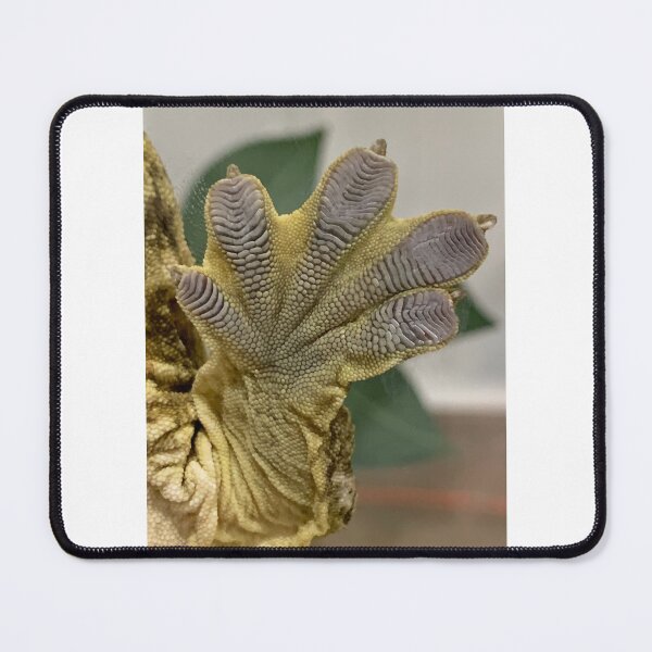 Item preview, Leachy Toes-Leachianus Gecko Foot designed and sold by Maddabblerart.
