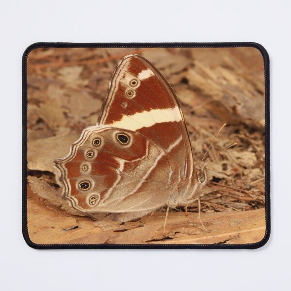 Item preview, Banded Treebrown designed and sold by itchydogimages.
