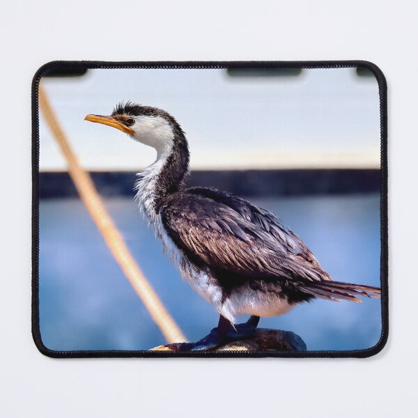 Item preview, Australian cormorant bird Tuncurry 55 designed and sold by kevin Chippindall.