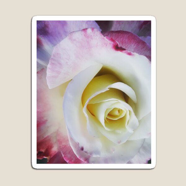 Item preview, Sweet Rose designed and sold by Liana Melissa Allen.
