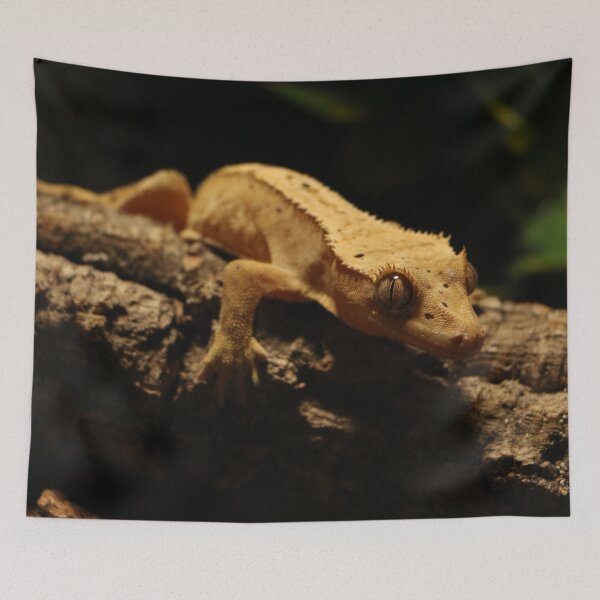 Item preview, Crested Gecko Photo designed and sold by TheAnimalZ00.
