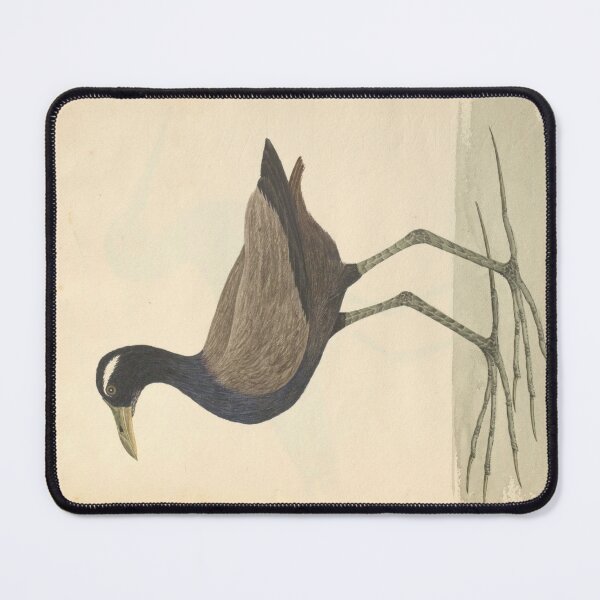 Item preview, Bronze-winged Jacana by Frederick John Shore designed and sold by Amanda1775.