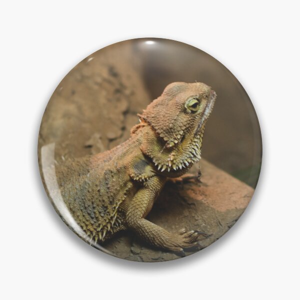 Item preview, Bearded Dragon Photo designed and sold by TheAnimalZ00.