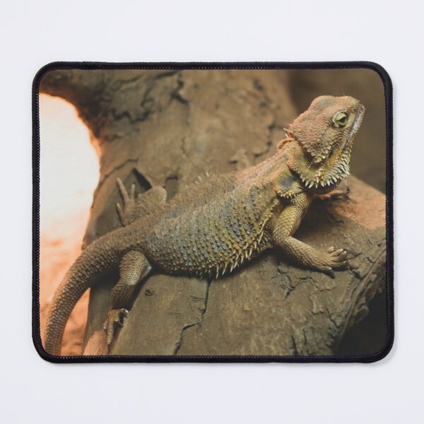 Item preview, Bearded Dragon Photo designed and sold by TheAnimalZ00.