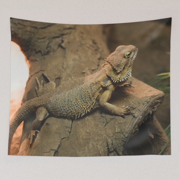 Item preview, Bearded Dragon Photo designed and sold by TheAnimalZ00.