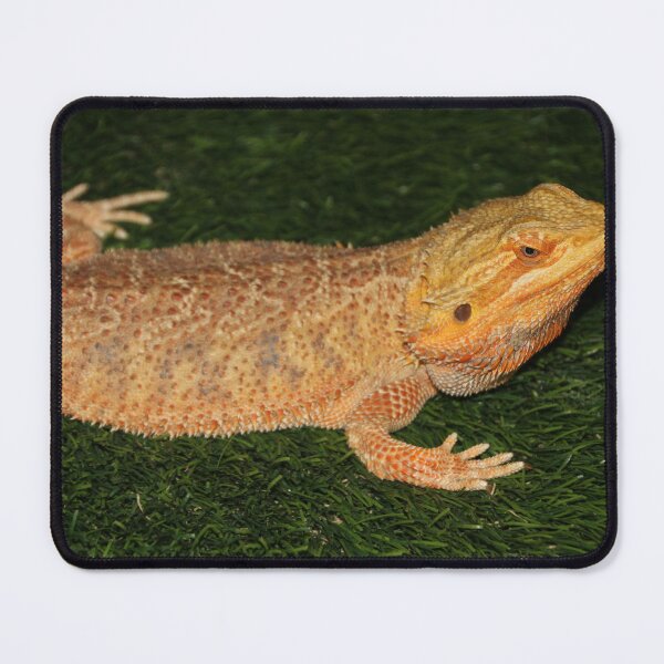 Item preview, Bearded Dragon  designed and sold by TheAnimalZ00.