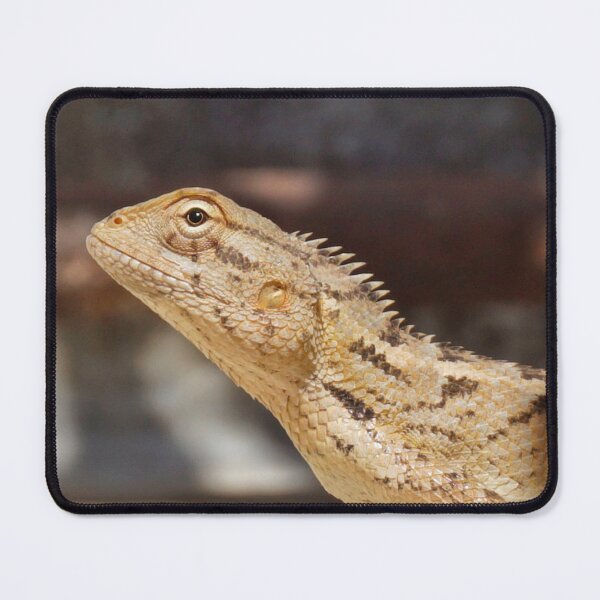 Item preview, Bearded Dragon Photograph  designed and sold by TheAnimalZ00.