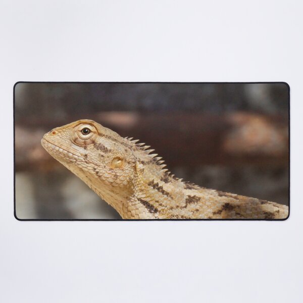 Item preview, Bearded Dragon Photograph  designed and sold by TheAnimalZ00.